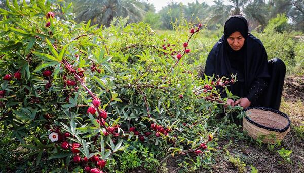 عکس درخت چای ترش