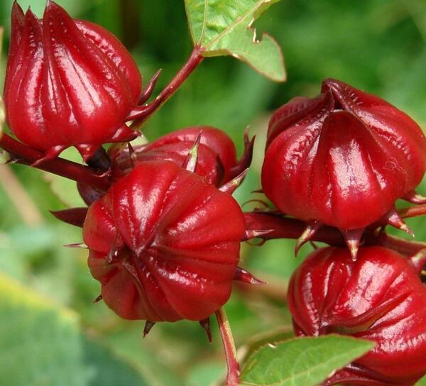 عکس درخت چای ترش