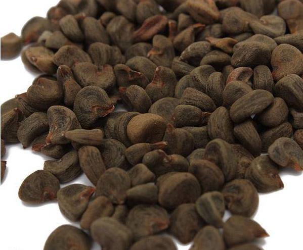 عکس درخت چای ترش