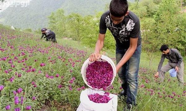 عکس درخت چای ترش