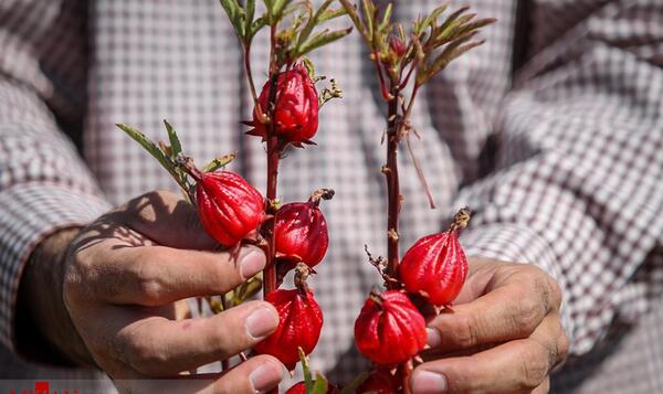 عکس درخت چای ترش