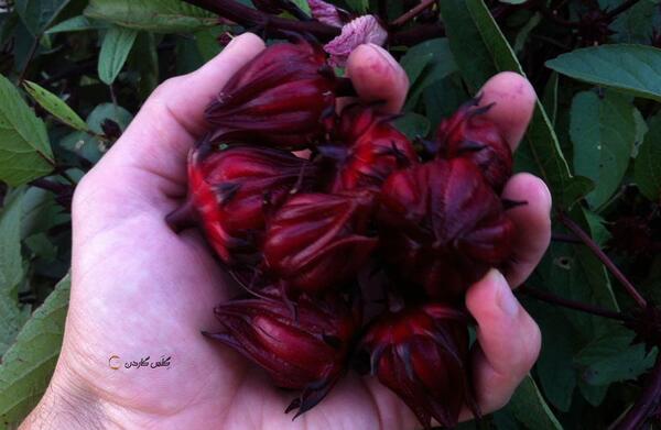 عکس درخت چای ترش