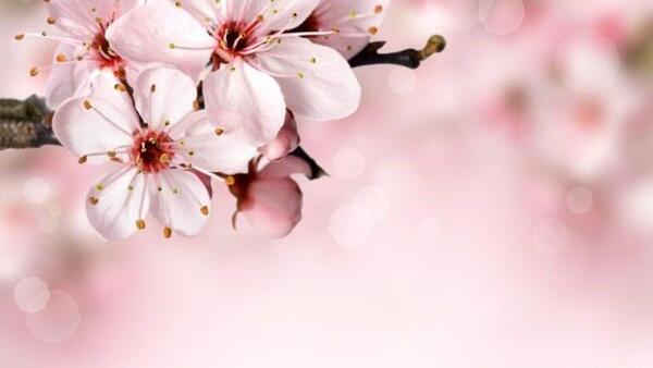 عکس های زیبا از گل و طبیعت