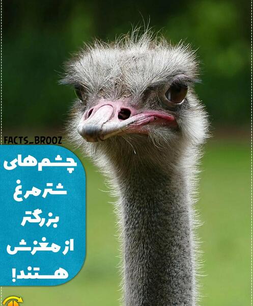 عکس چشم شترمرغ