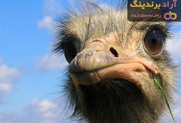 عکس چشم شترمرغ