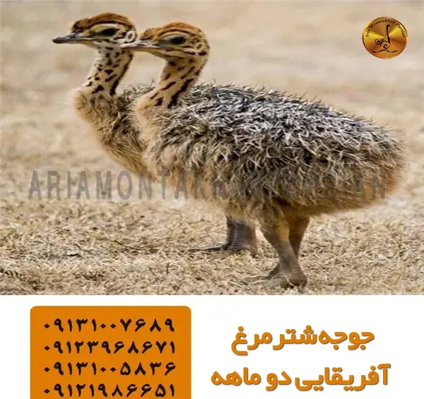 عکس چشم شترمرغ