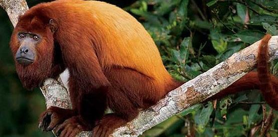 عکس های جالب میمون ها