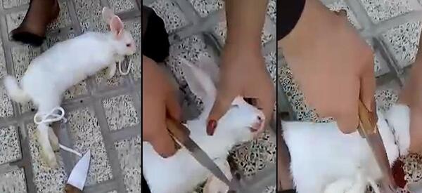 عکس خرگوش ترسناک قاتل