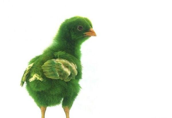 عکس جوجه رنگی بنفش