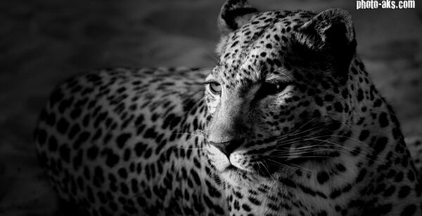 عکس تصویر زمینه یوز پلنگ