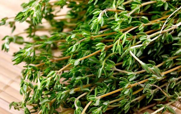 عکس انواع چای کوهی