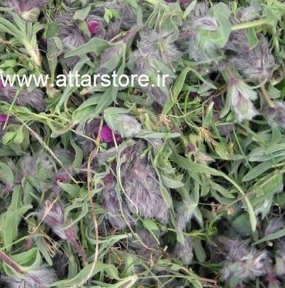 عکس انواع چای کوهی