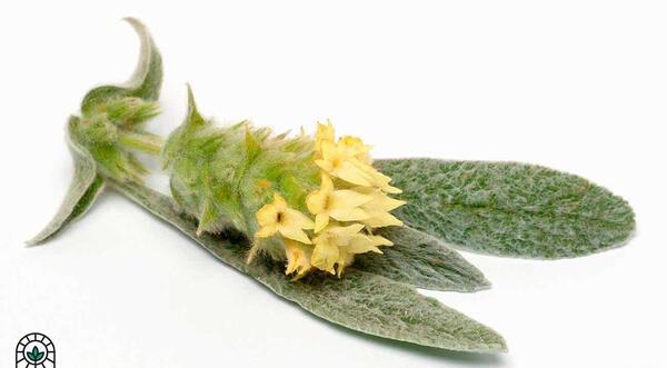 عکس انواع چای کوهی