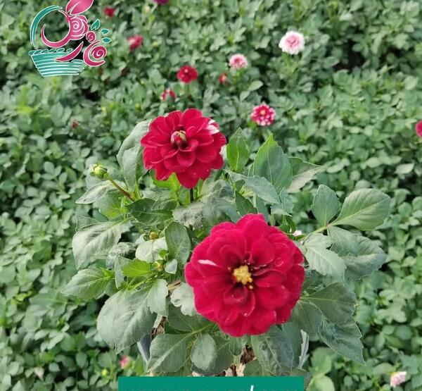 عکس گل کوکب هلندی