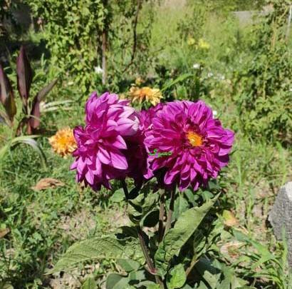 عکس گل کوکب هلندی
