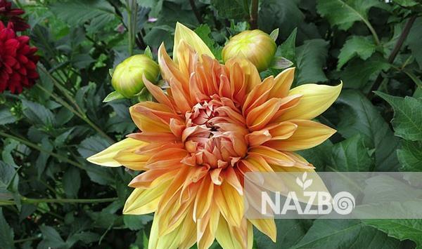 عکس گل کوکب هلندی