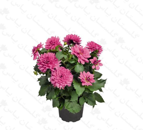 عکس گل کوکب هلندی