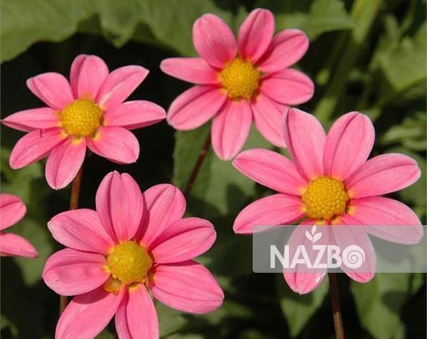 عکس گل کوکب هلندی