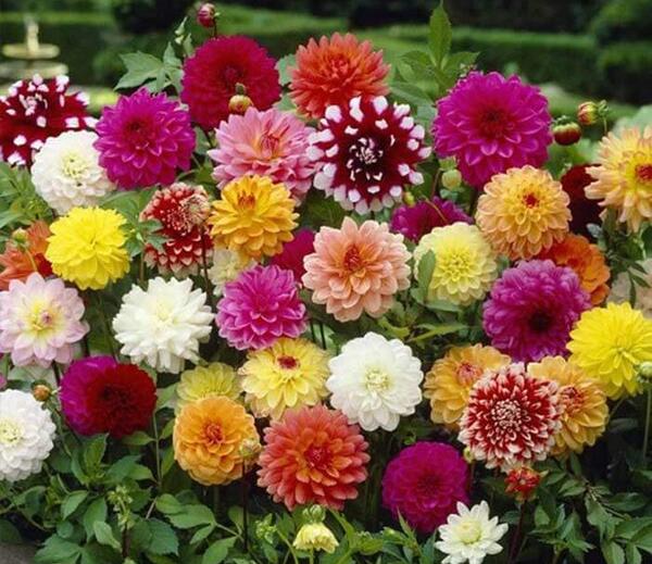 عکس گل کوکب هلندی
