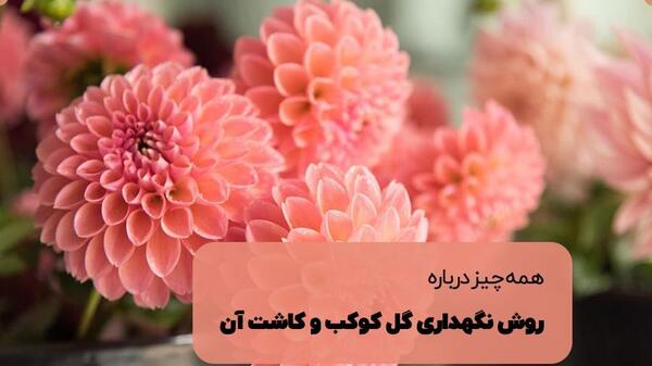 عکس گل کوکب هلندی
