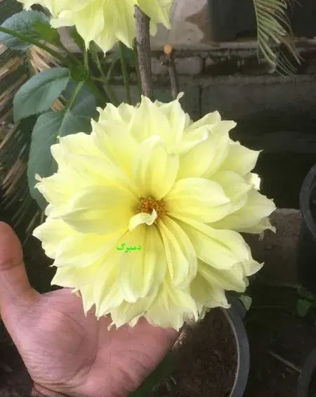 عکس گل کوکب هلندی