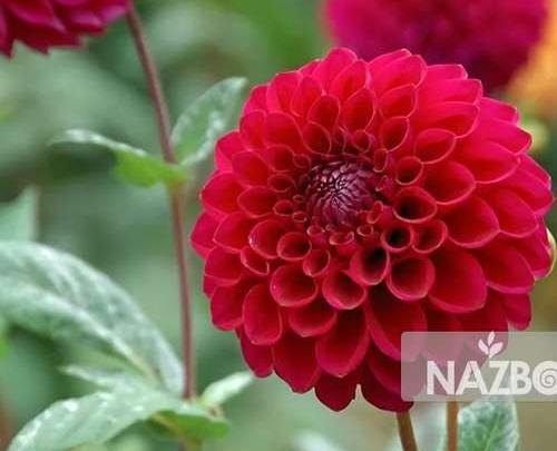 عکس گل کوکب هلندی