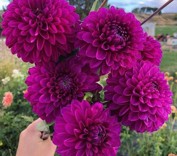 عکس گل کوکب هلندی