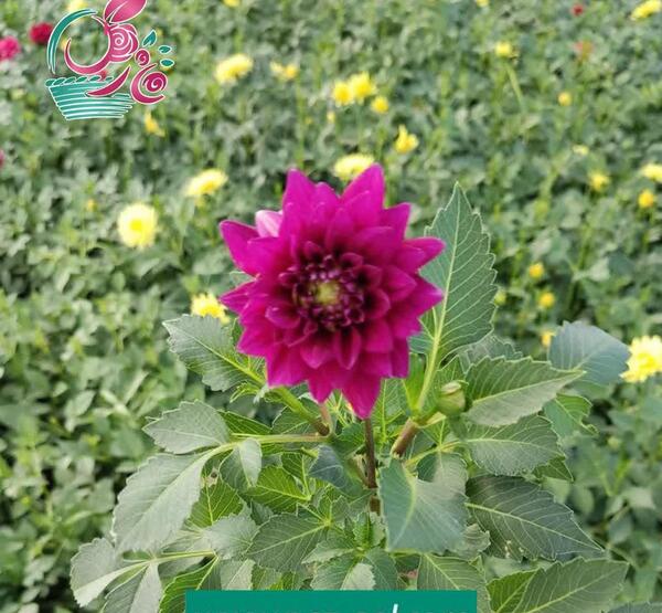 عکس گل کوکب هلندی
