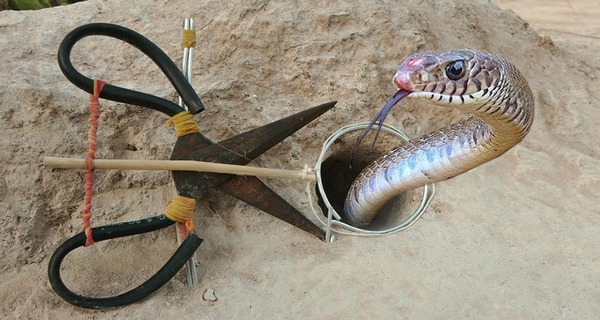 عکس گرفتن چشم مار