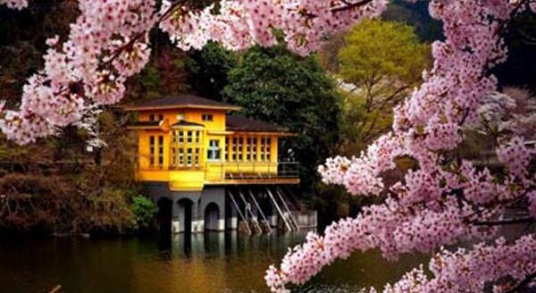 عکس طبیعت بهاری برای تصویر زمینه