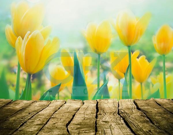 عکس طبیعت بهاری برای تصویر زمینه