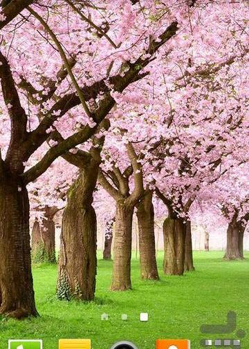 عکس طبیعت بهاری برای تصویر زمینه