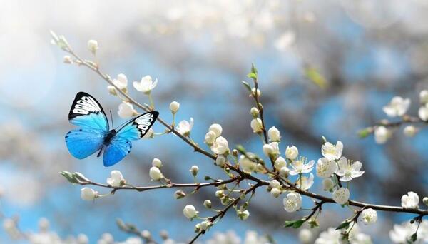 عکس طبیعت بهاری برای تصویر زمینه