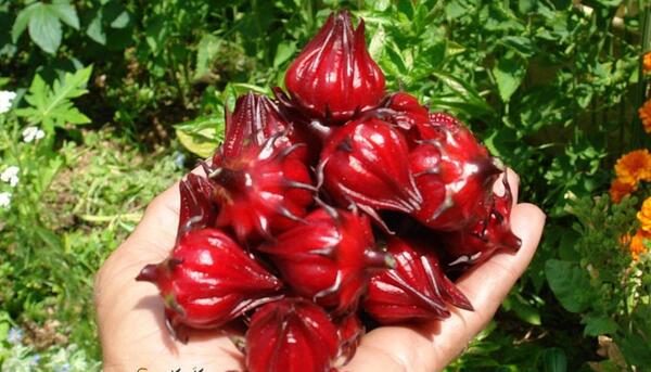عکس بذر چای ترش