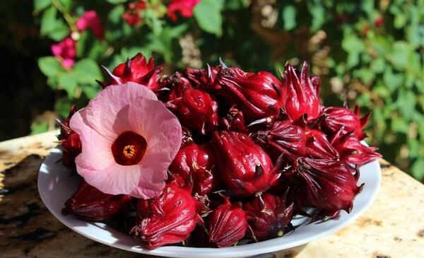 عکس بذر چای ترش