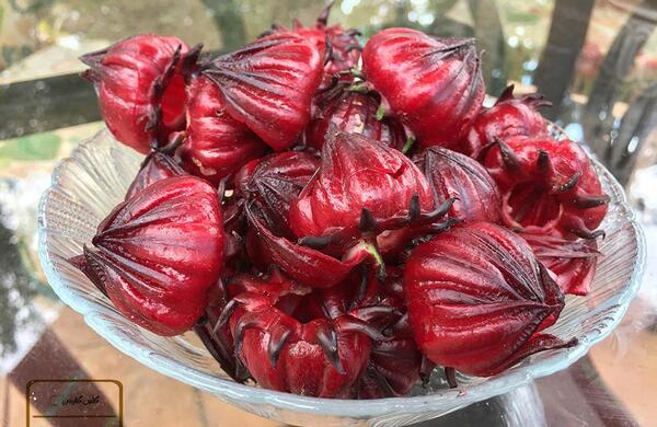 عکس بذر چای ترش