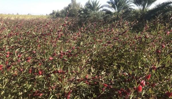 عکس بذر چای ترش