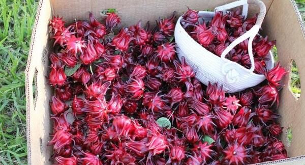عکس بذر چای ترش
