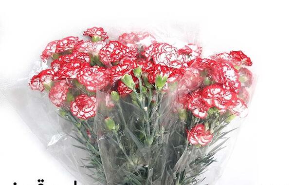 عکس گل میخک مینیاتوری