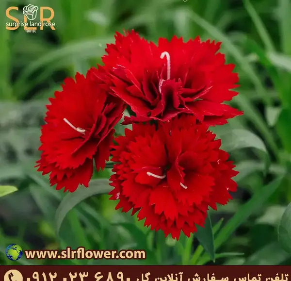عکس گل میخک مینیاتوری