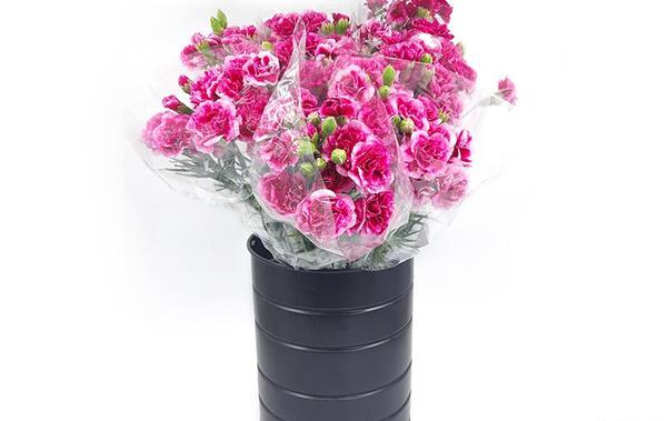 عکس گل میخک مینیاتوری