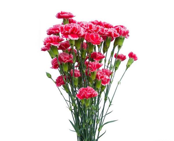 عکس گل میخک مینیاتوری
