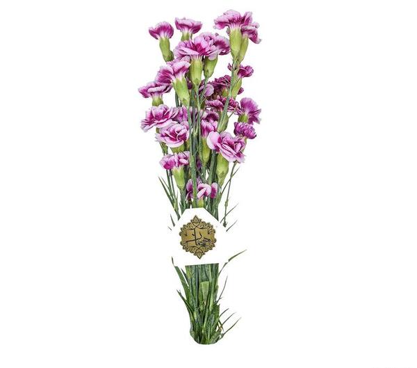عکس گل میخک مینیاتوری