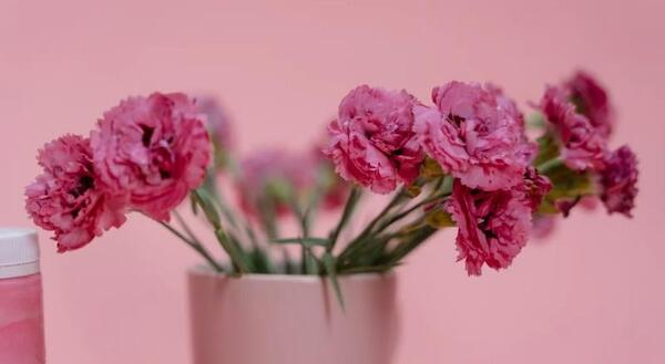 عکس گل میخک مینیاتوری
