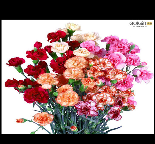 عکس گل میخک مینیاتوری