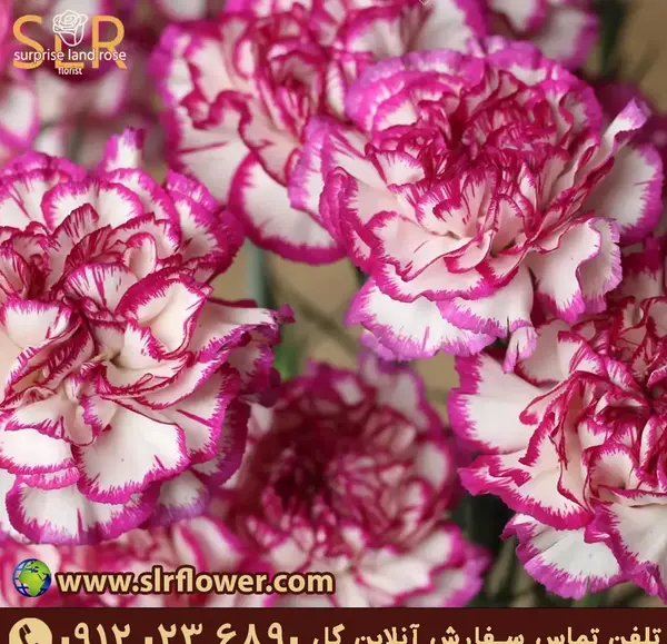 عکس گل میخک مینیاتوری