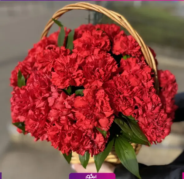 عکس گل میخک مینیاتوری