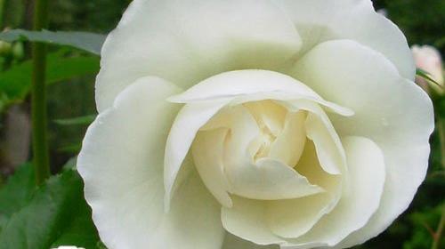 عکس گل سفید زیبا