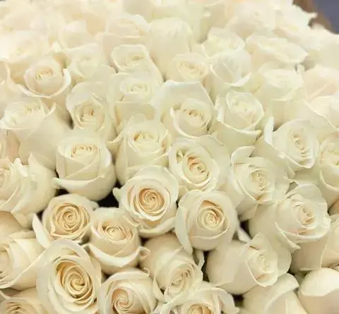 عکس گل سفید زیبا