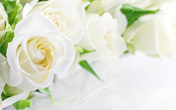 عکس گل سفید زیبا